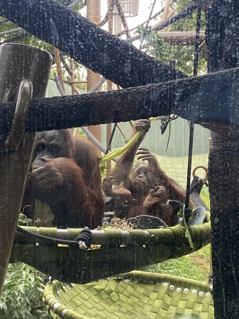 Melur and Bahmi - Bornean Orangutans