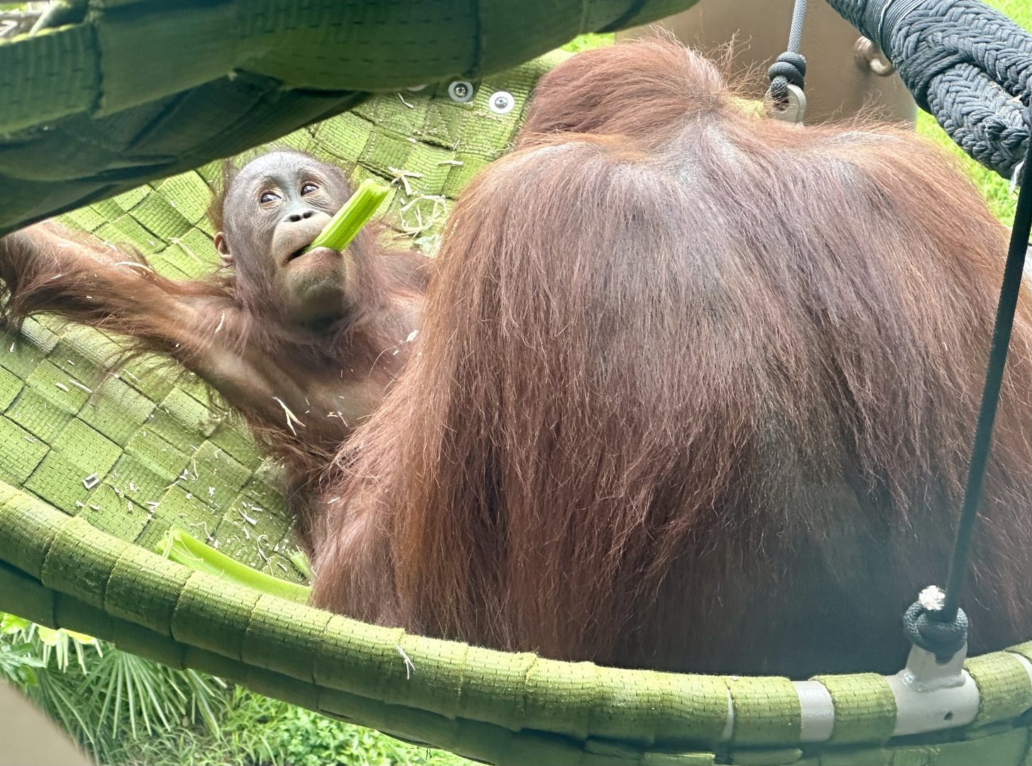 Melur and Bahmi (Bornean Orangutans)