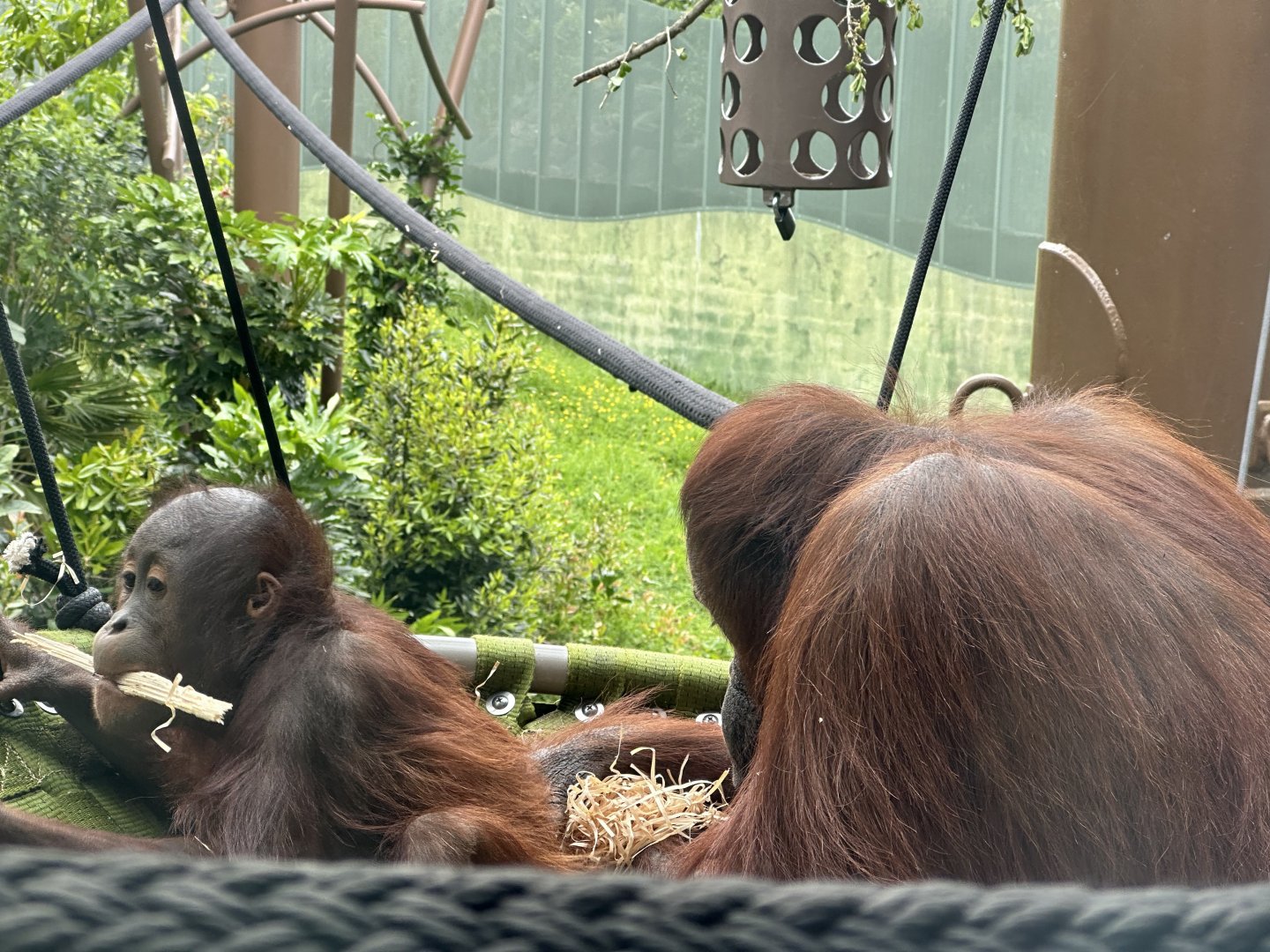 Melur and Bahmi (Bornean Orangutans)