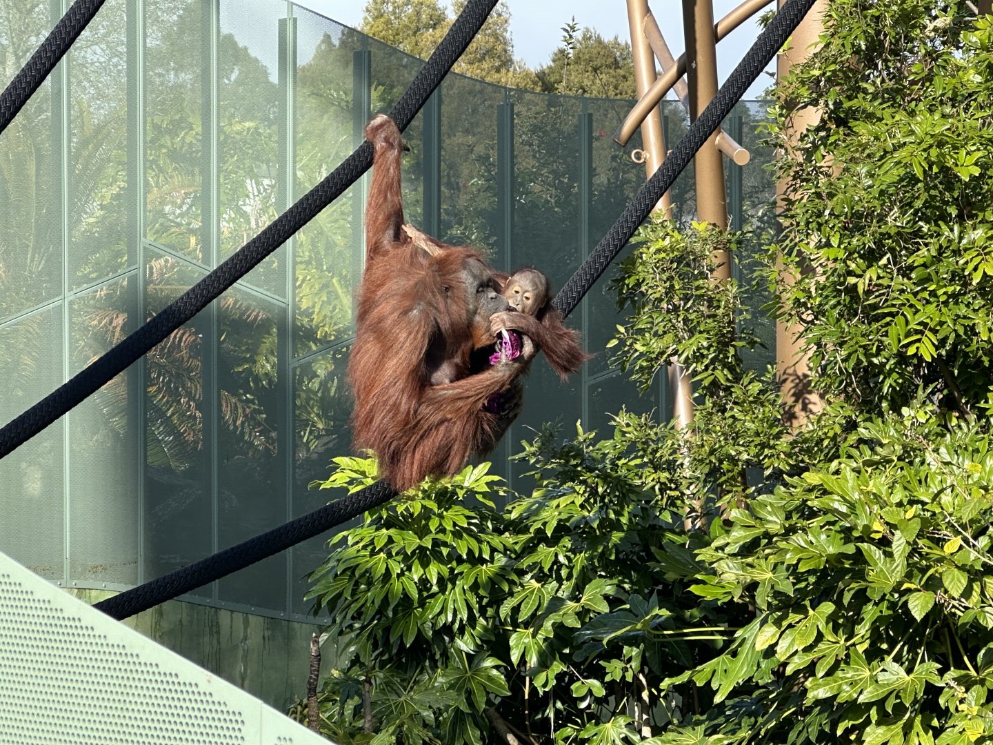 Melur and Bahmi (Bornean Orangutans)