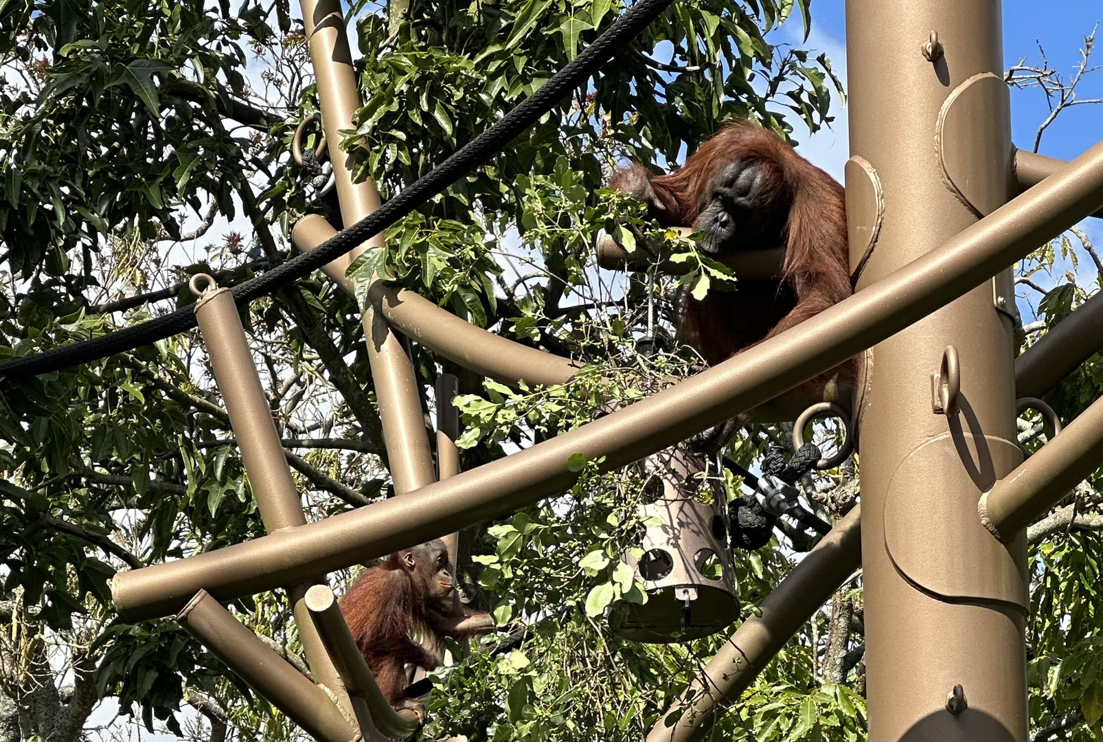 Melur and Bahmi Foraging