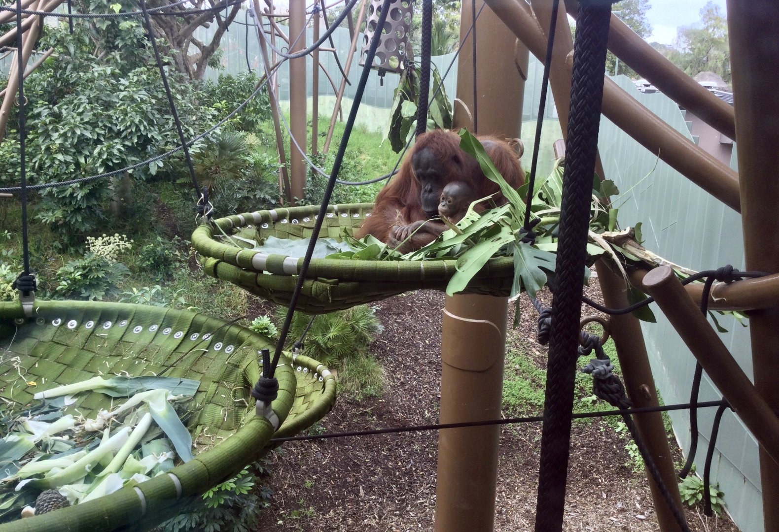 Melur and her new infant