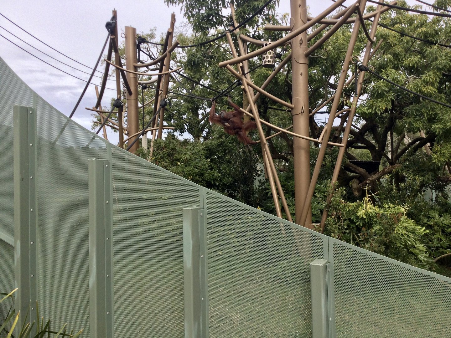Melur and Infant (Bornean Orangutans)