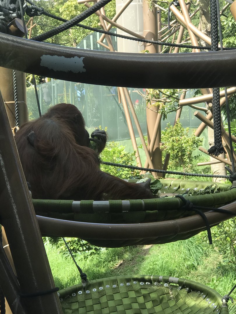 Melur and (the barely visible) Bahmi