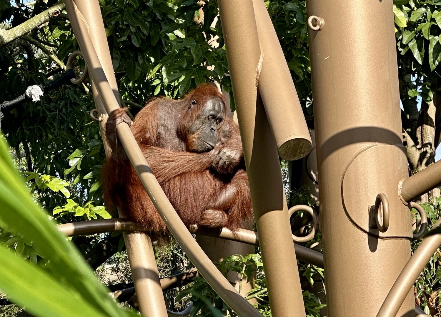 Melur (Bornean Orangutan)
