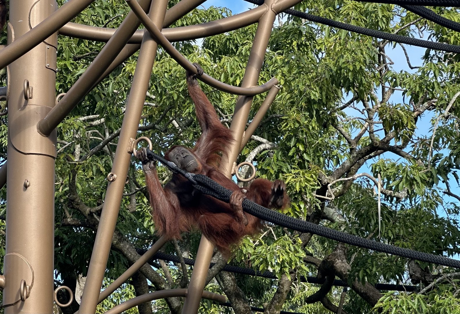Melur (Bornean Orangutan)
