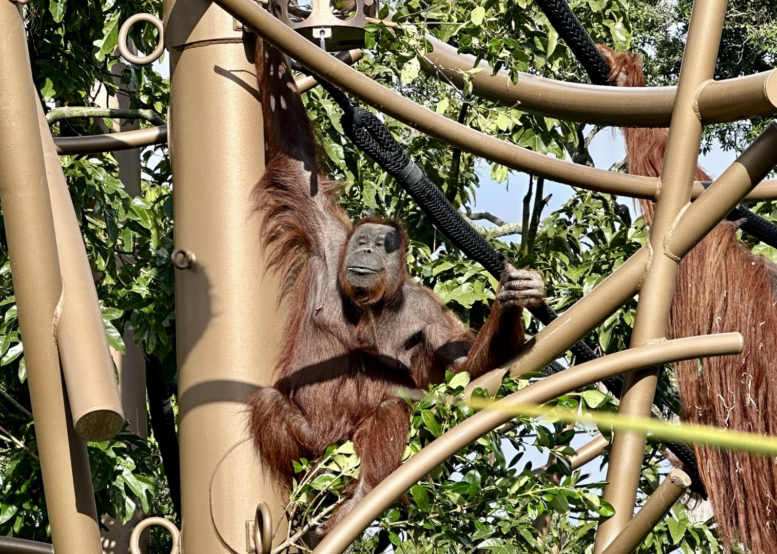 Melur (Bornean Orangutan)