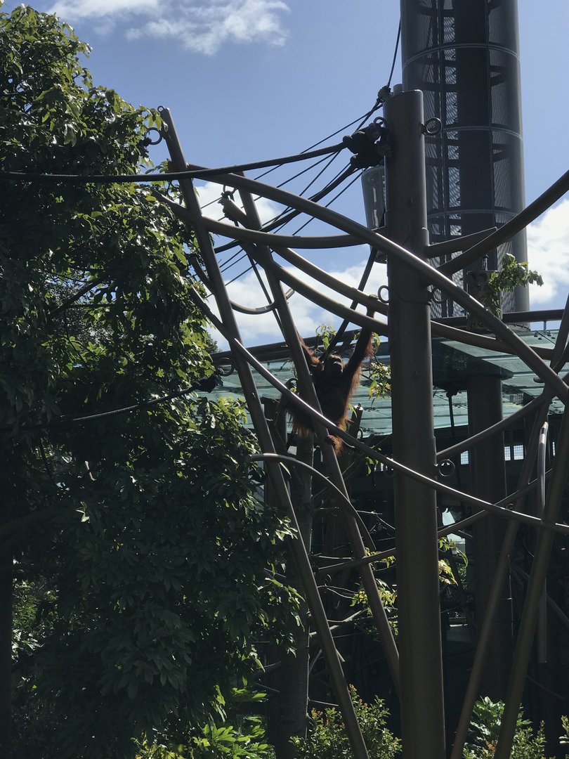 Melur the orangutan