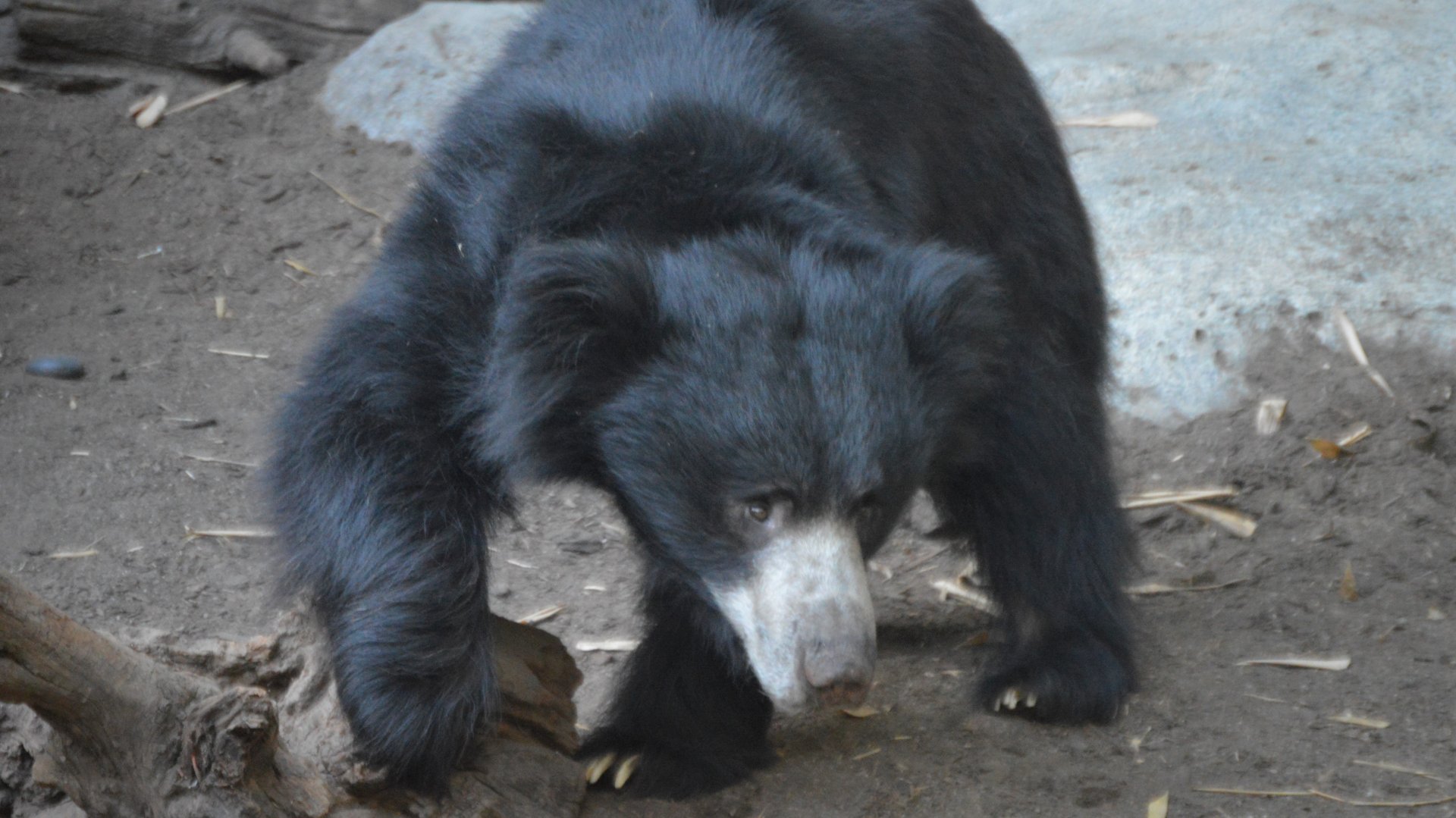 Melursus ursinus ursinus