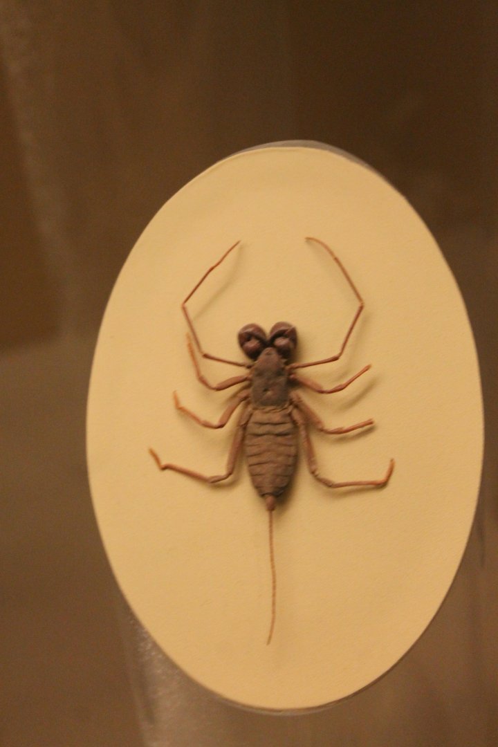 Member of the spider-family