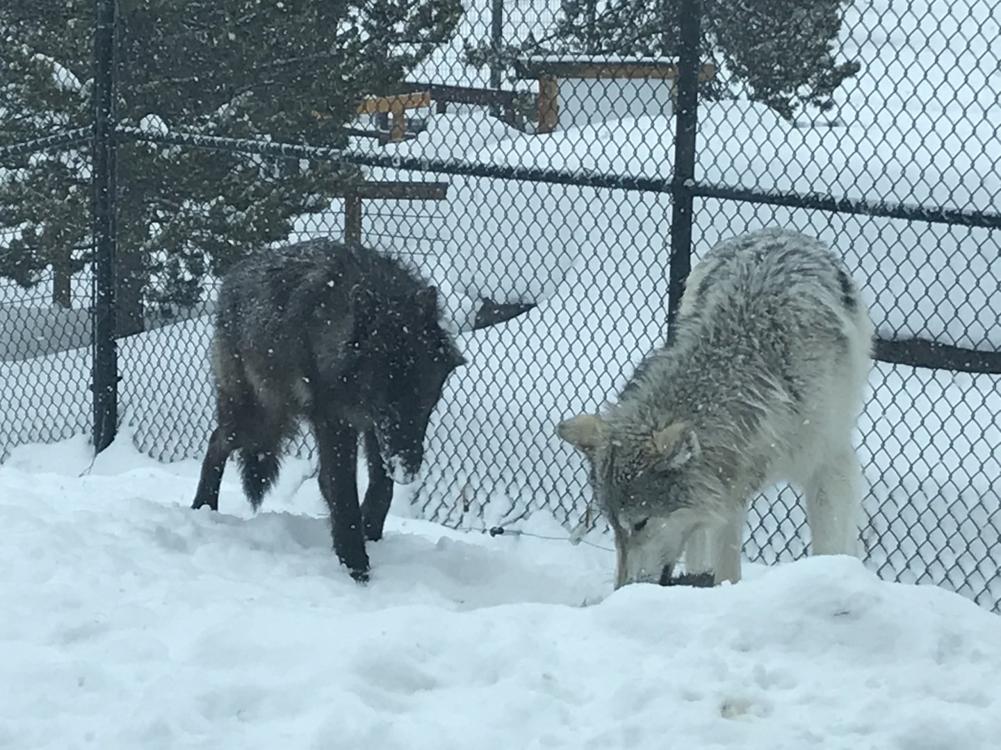 Members of Hoodoo Pack