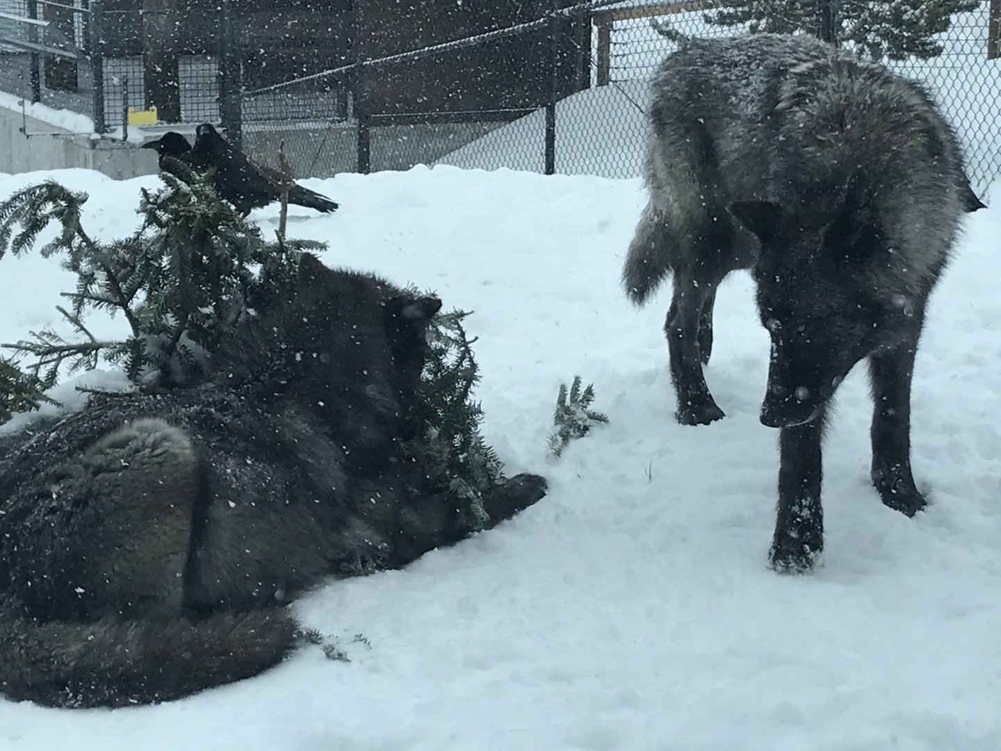 Members of Hoodoo Pack