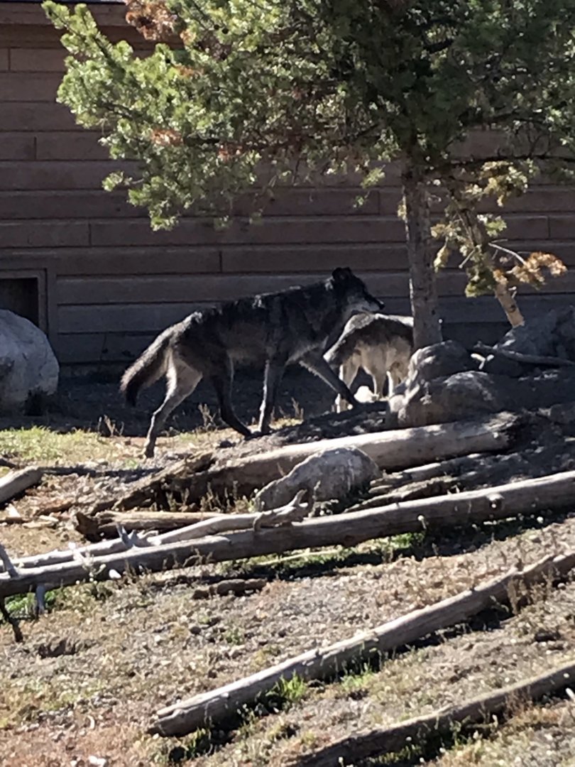 Members of the Fossil Butte Pack