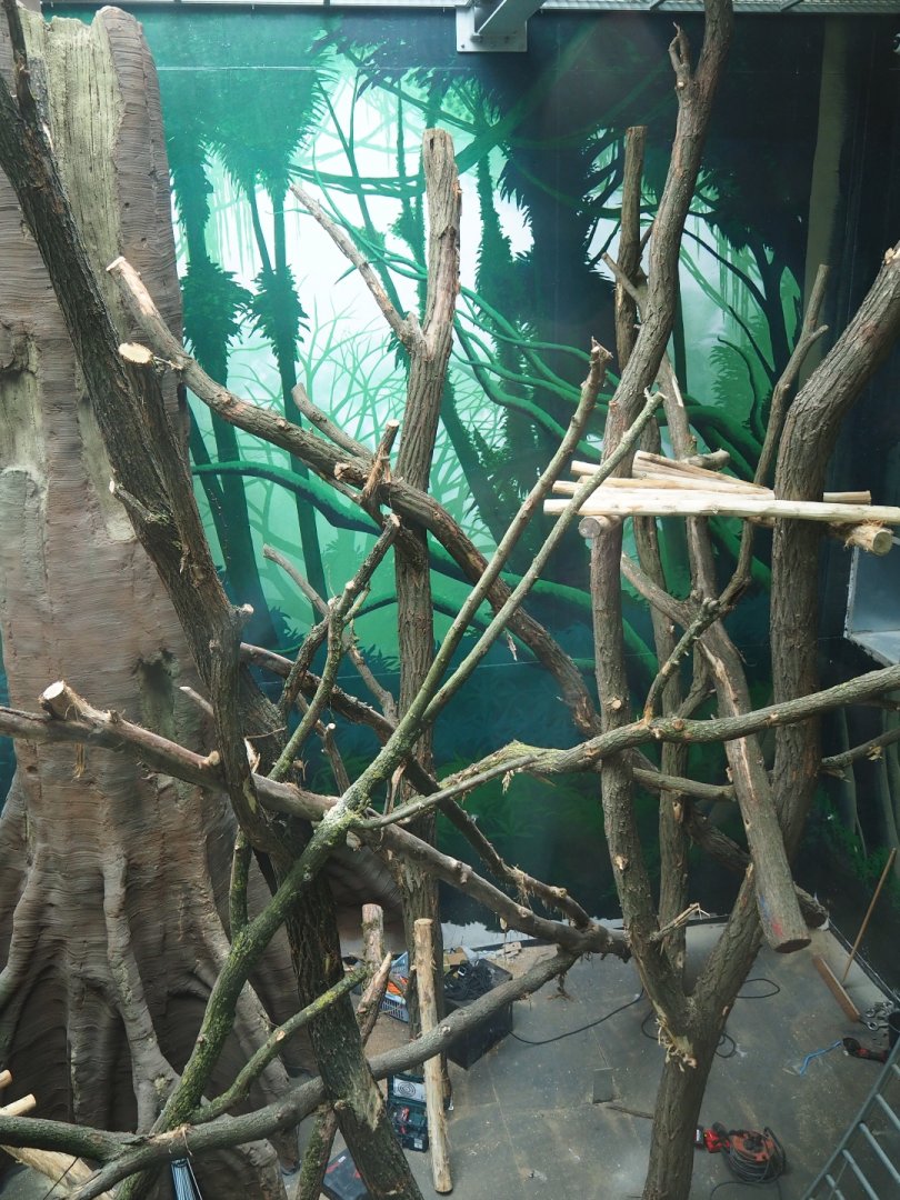 Members' preview of the new bonobo house - First indoor exhibit, 2019-06-26