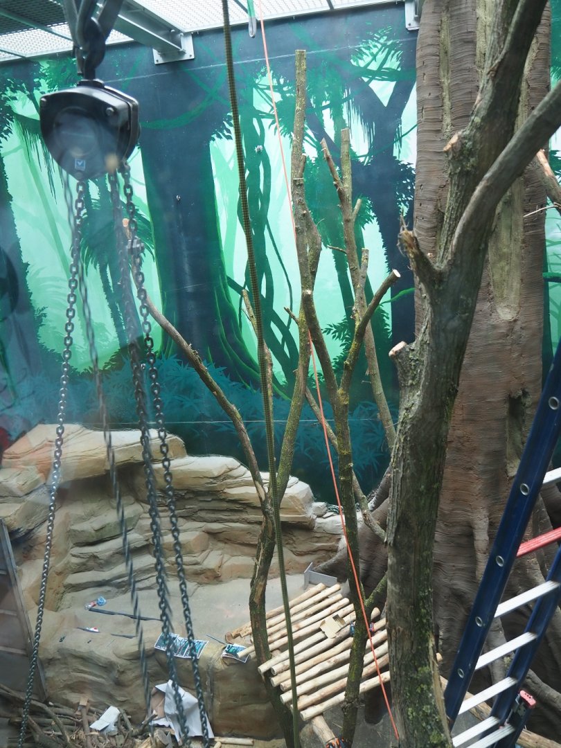 Members' preview of the new bonobo house - First indoor exhibit, 2019-06-26