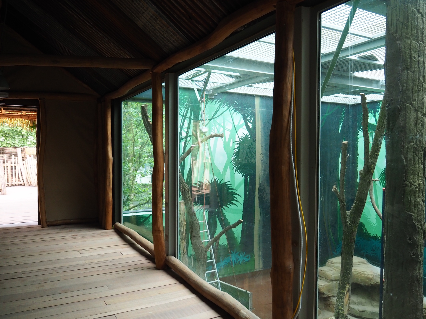Members' preview of the new bonobo house - First indoor exhibit and viewing area, 2019-06-26