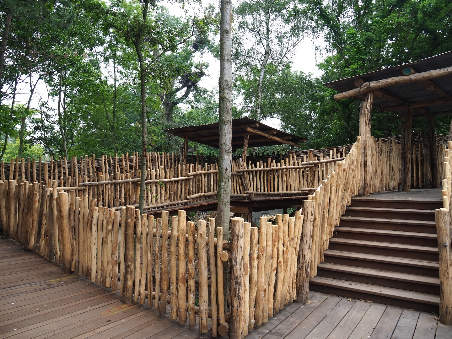 Members' preview of the new bonobo house - New outdoor viewing area, 2019-06-26