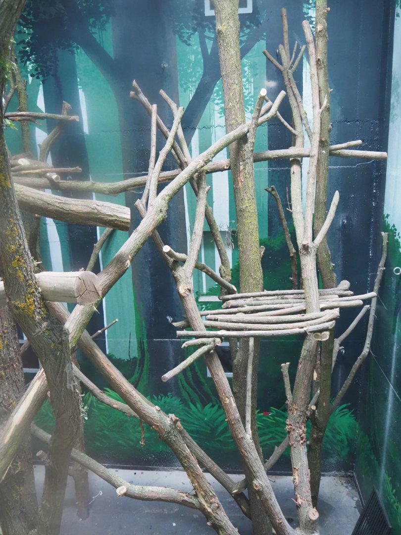 Members' preview of the new bonobo house - Third indoor exhibit, 2019-06-26