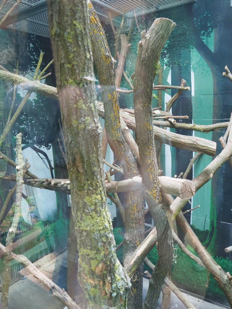 Members' preview of the new bonobo house - Third indoor exhibit, 2019-06-26