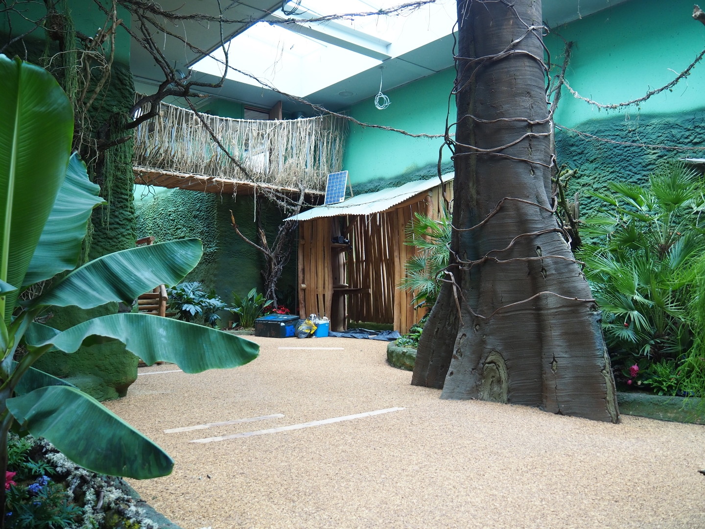 Members' preview of the new bonobo house - Visitor area, 2019-06-26