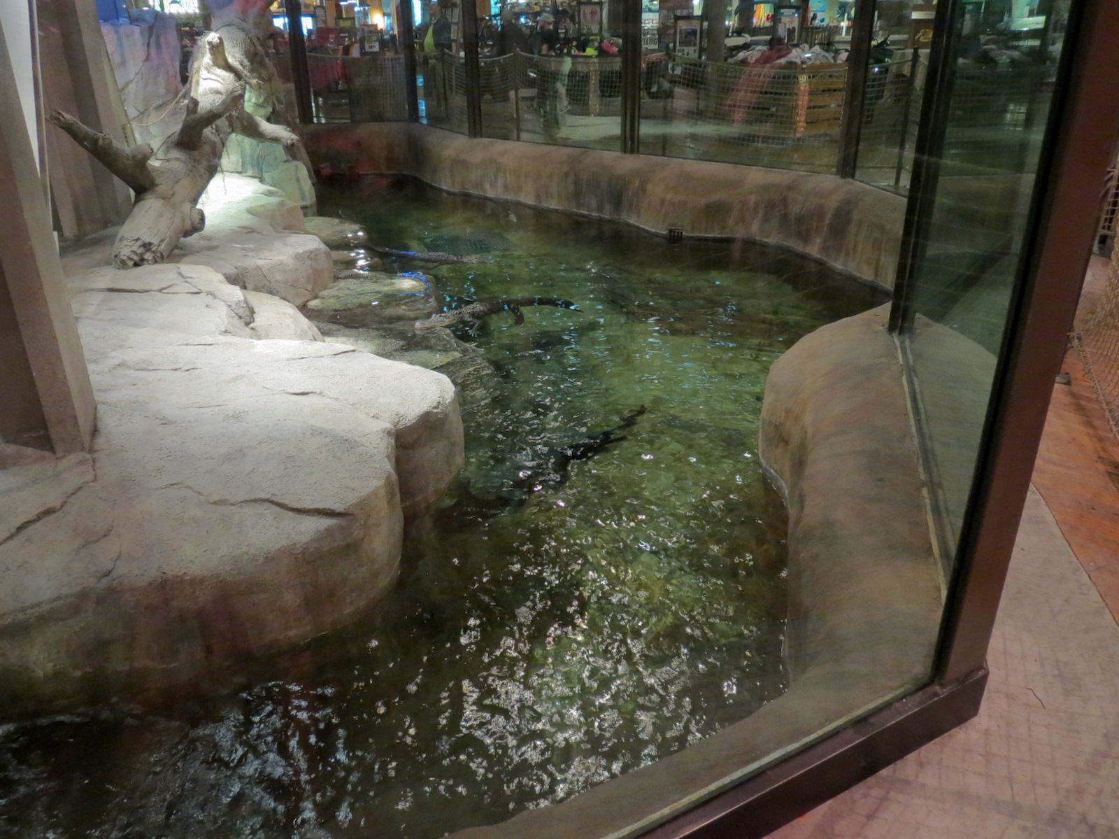Memphis Bass Pro Shop - American Alligator Exhibit