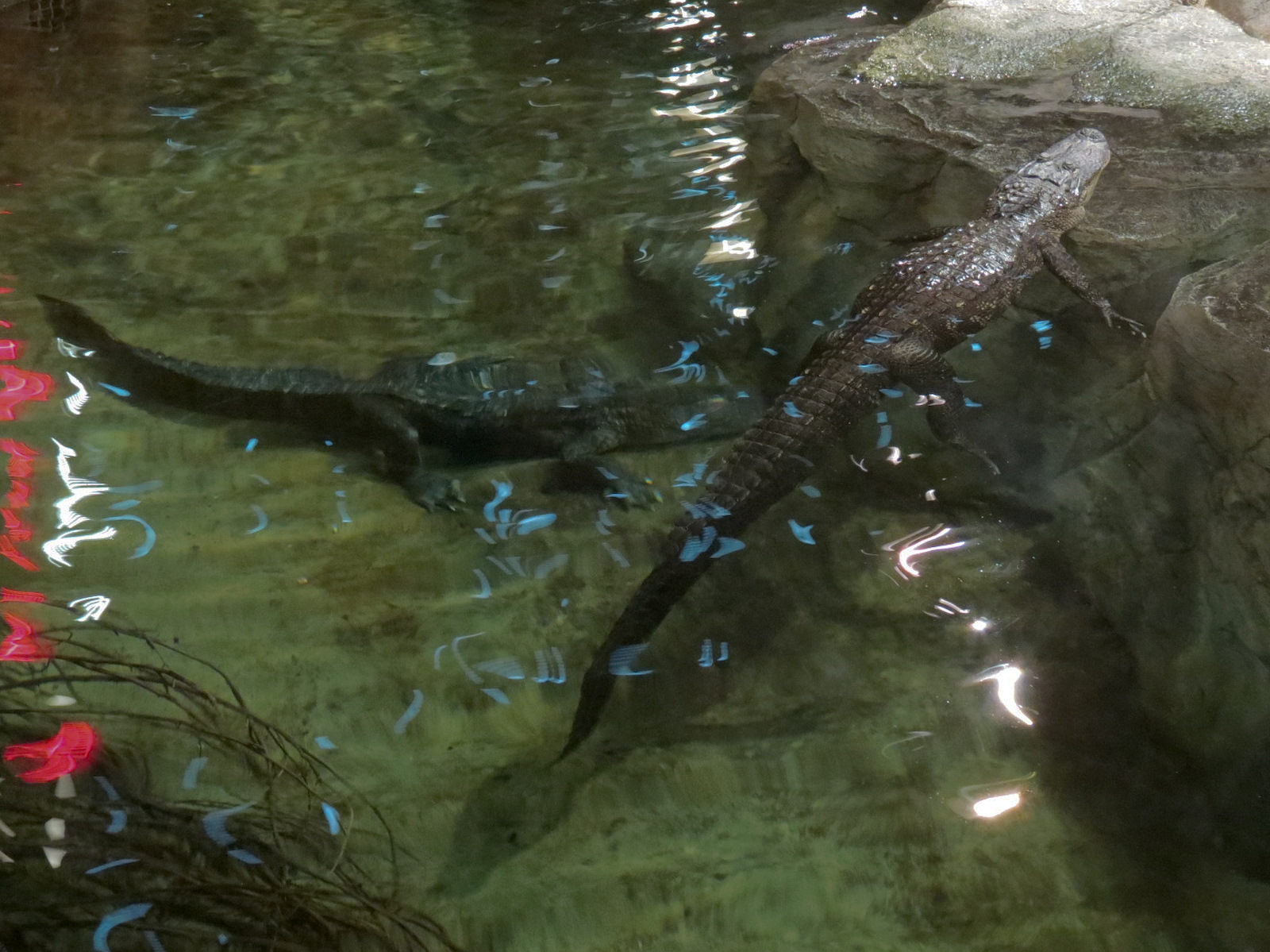 Memphis Bass Pro Shop - American Alligator Exhibit