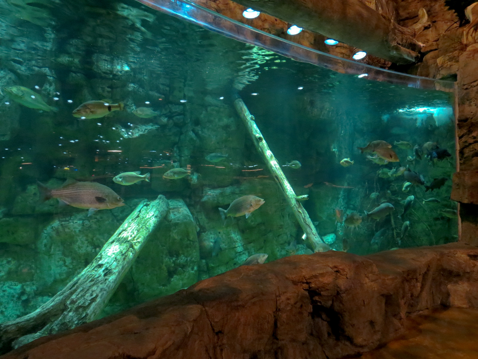 Memphis Bass Pro Shop - Native Fish Exhibit with Underwater Viewing Panel
