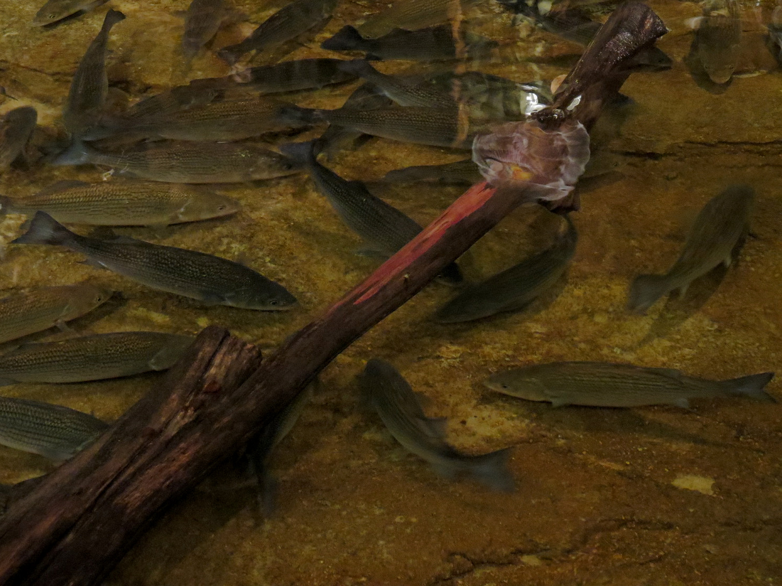 Memphis Bass Pro Shop - Native Fish Pond