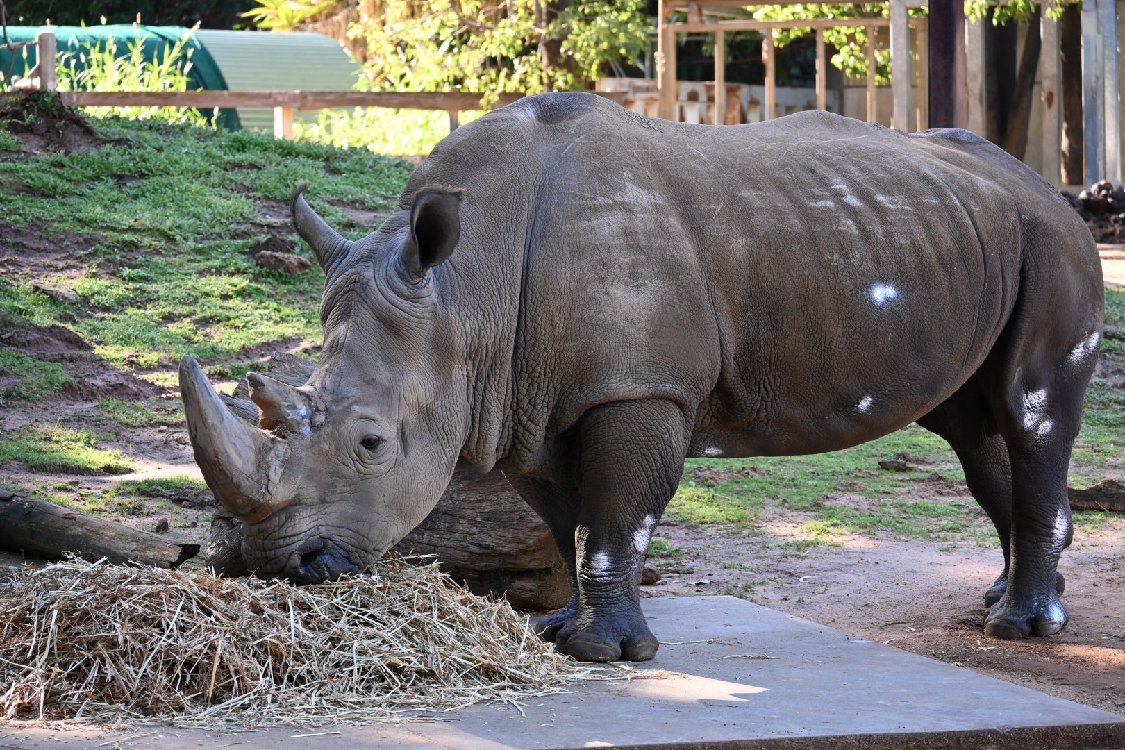 Memphis- Male Rhino 27/7/25