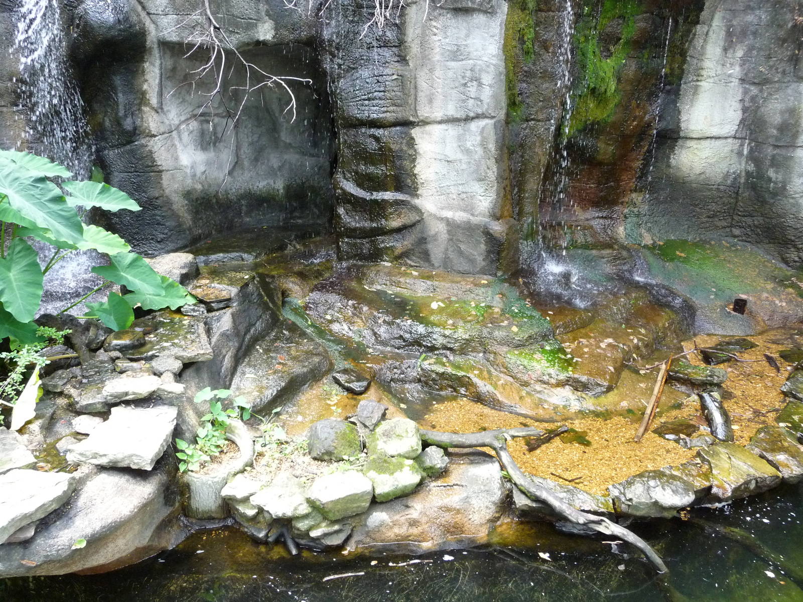 Memphis Zoo - Alligator Pool