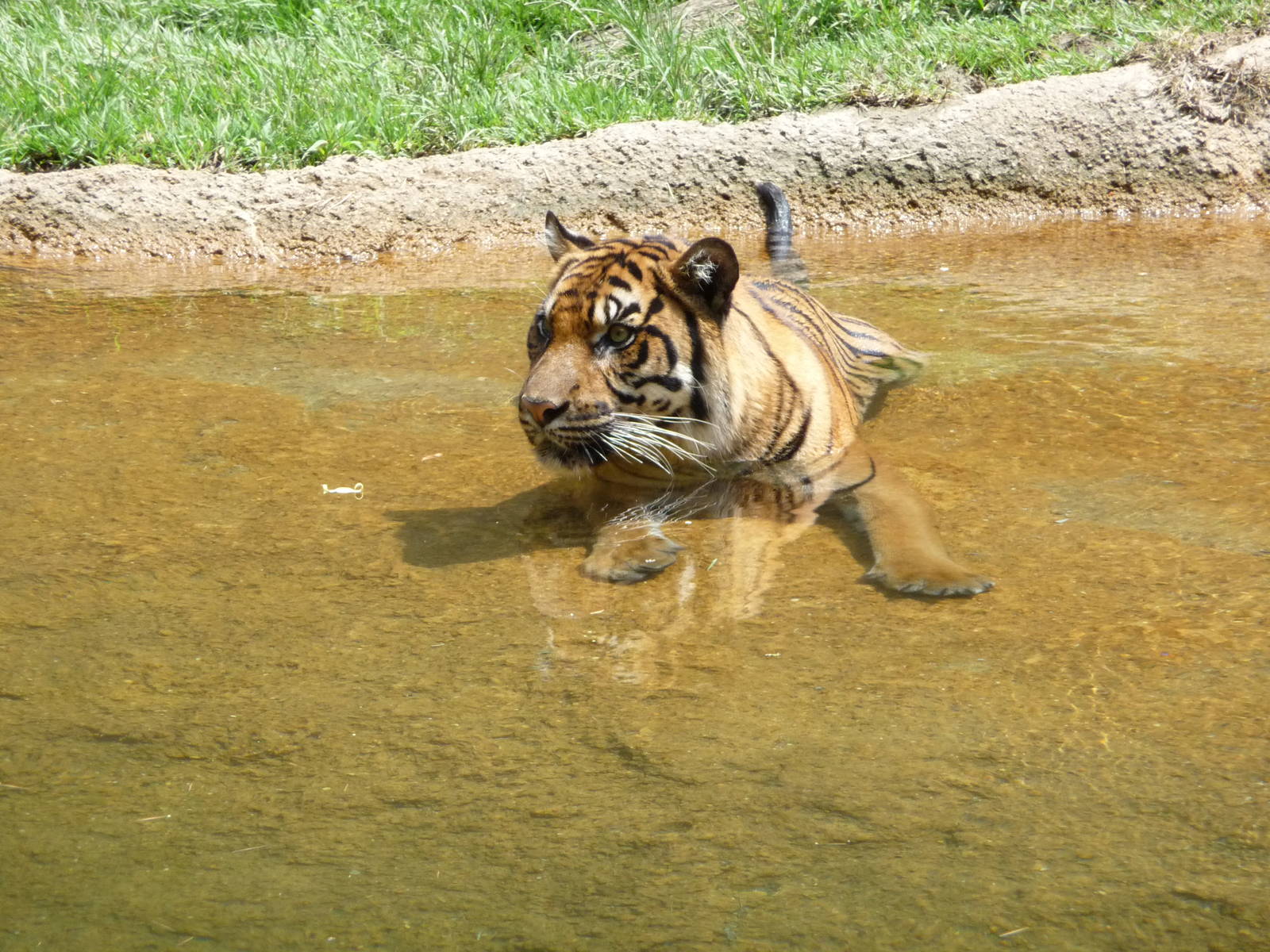 Memphis Zoo -  Bengal Tiger
