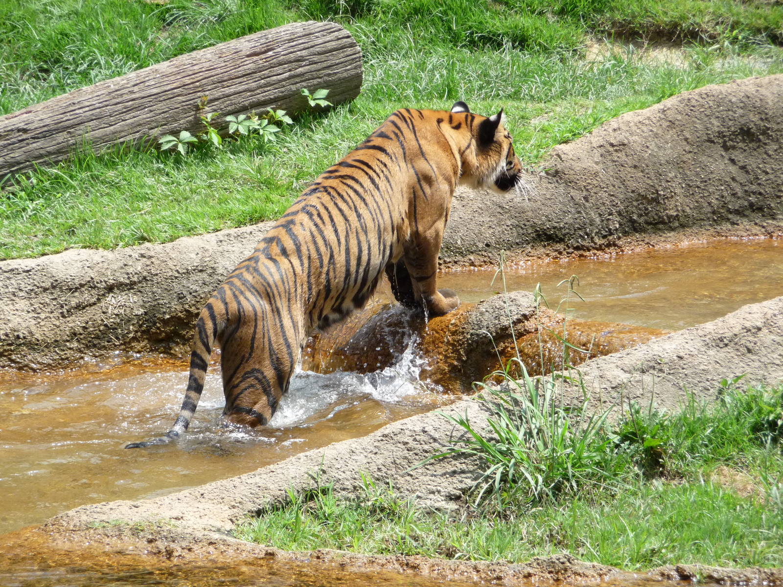 Memphis Zoo -  Bengal Tiger