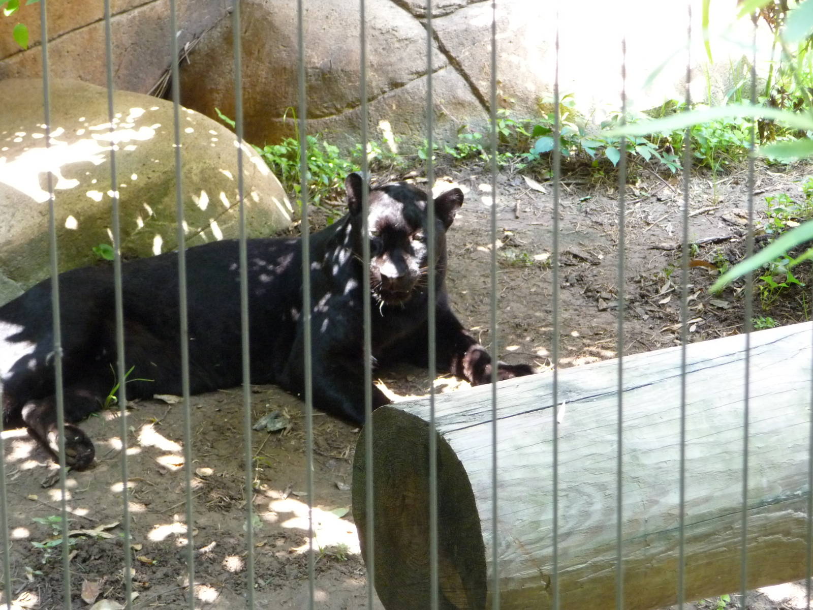 Memphis Zoo -  Black Panther