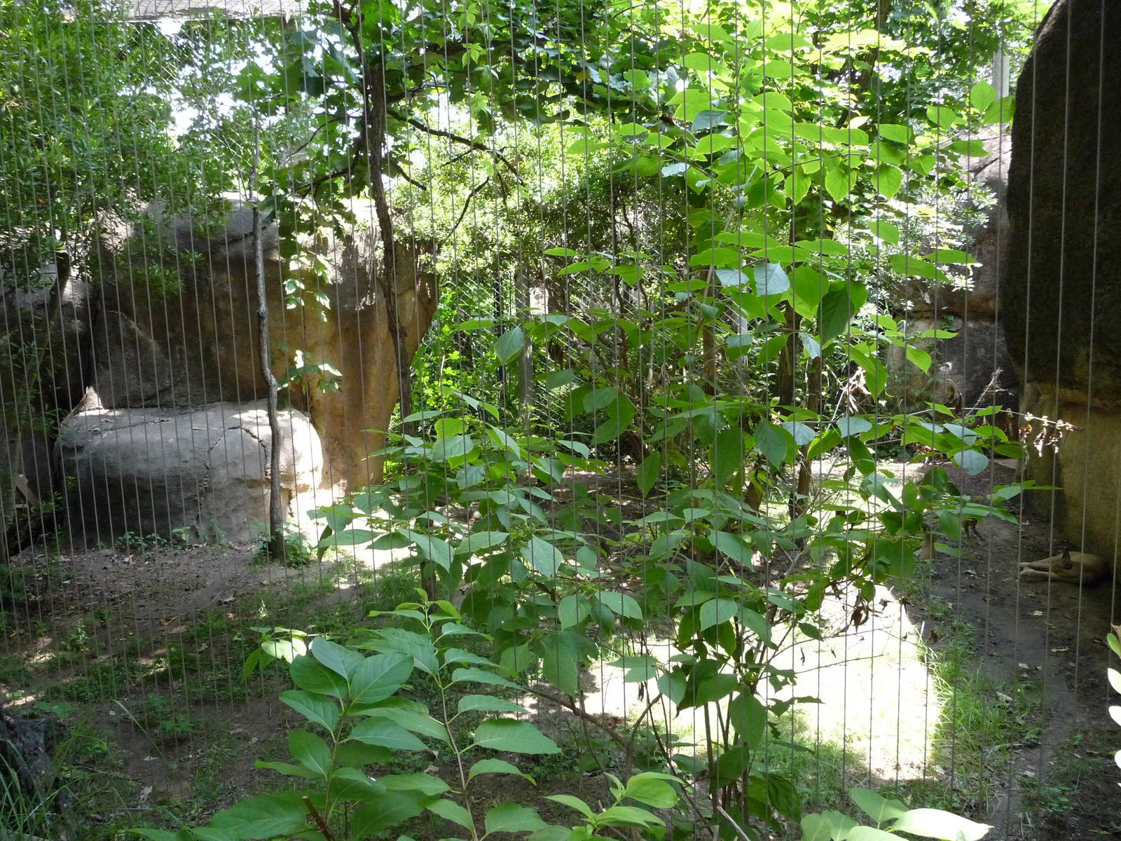 Memphis Zoo -  Clouded Leopard Exhibit