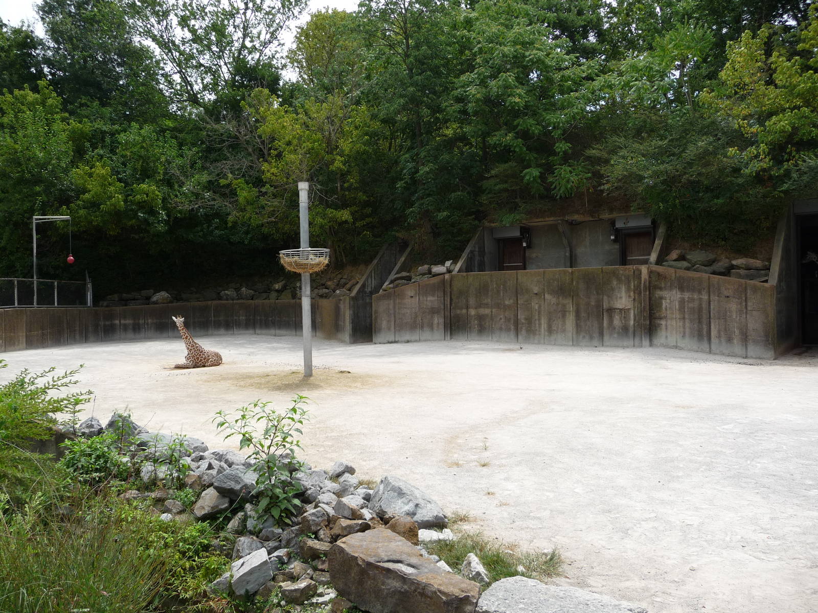Memphis Zoo - Giraffe Paddock