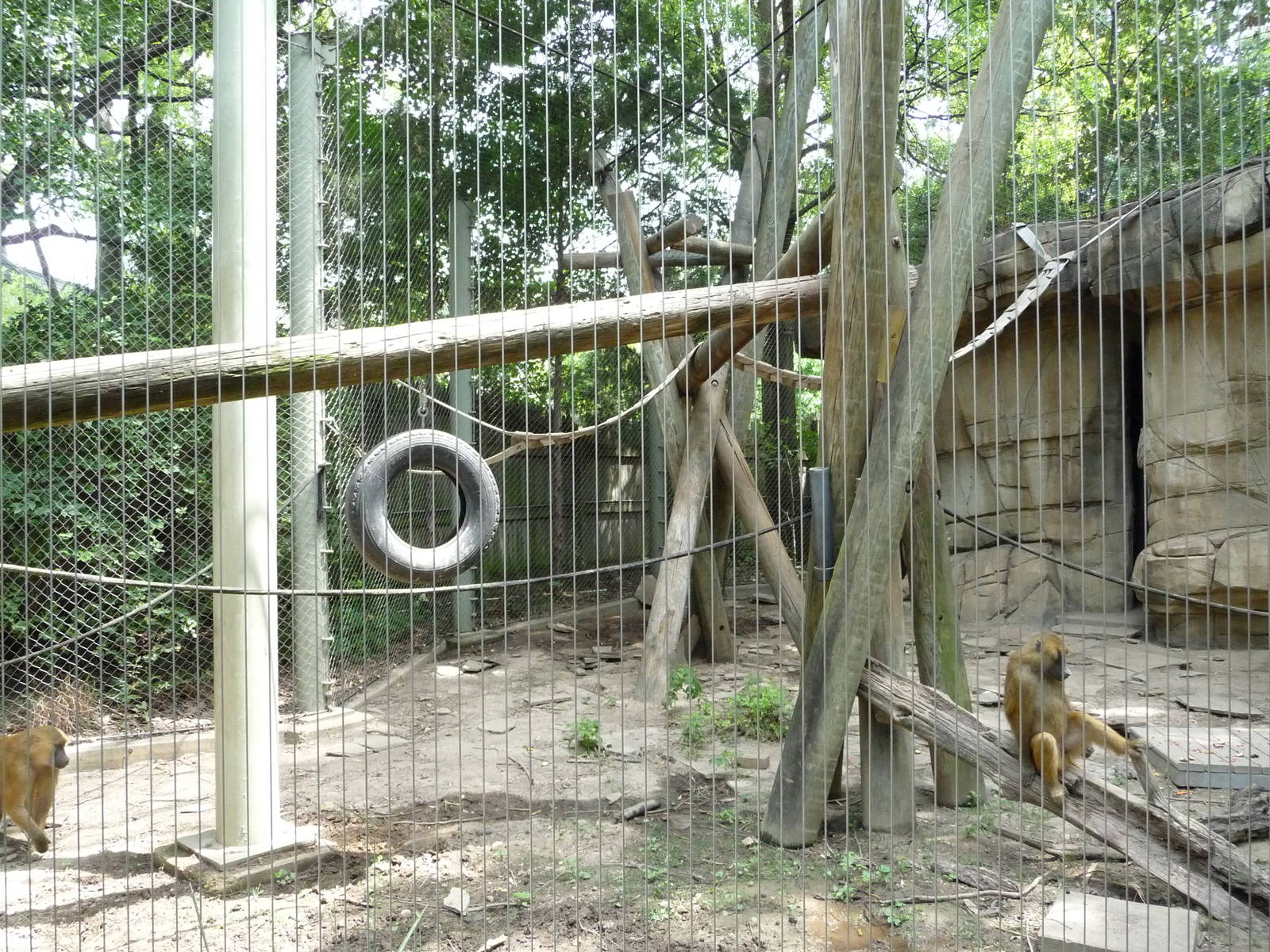 Memphis Zoo -  Guinea Baboon Exhibit
