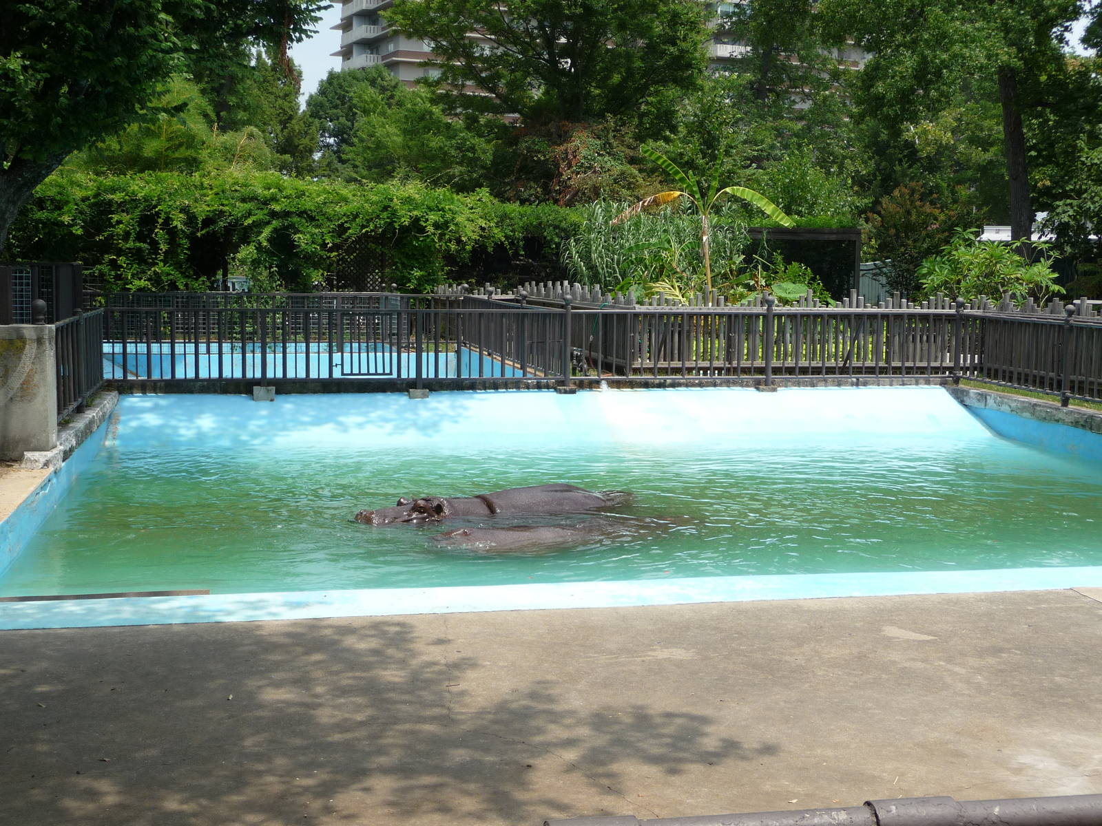 Memphis Zoo - Hippo Pool
