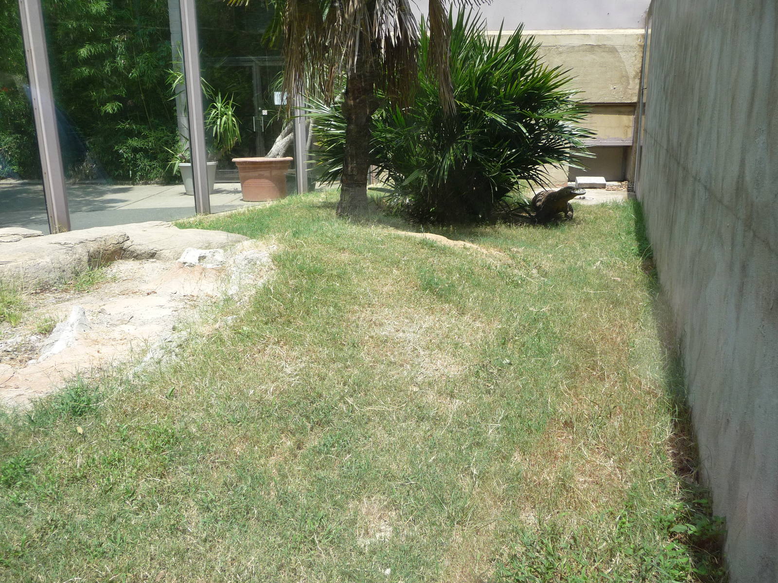 Memphis Zoo -  Komodo Dragon Exhibit