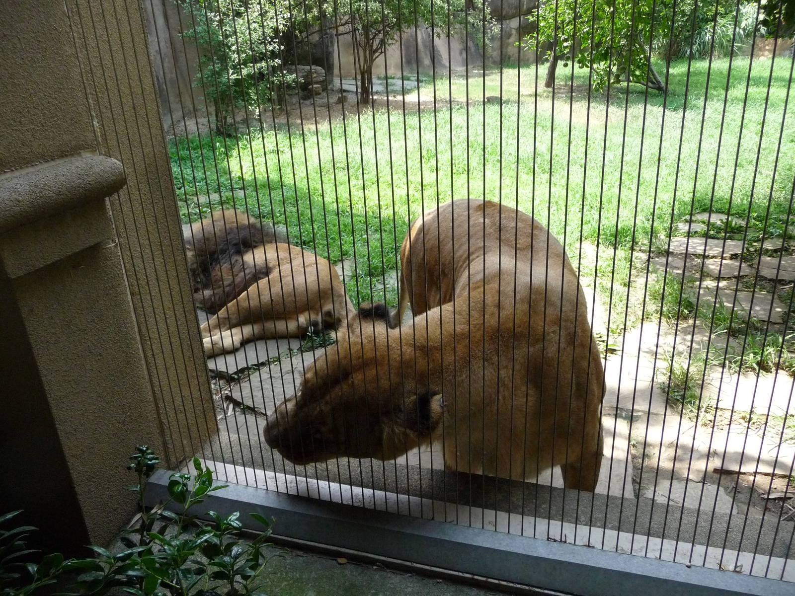 Memphis Zoo - Lions
