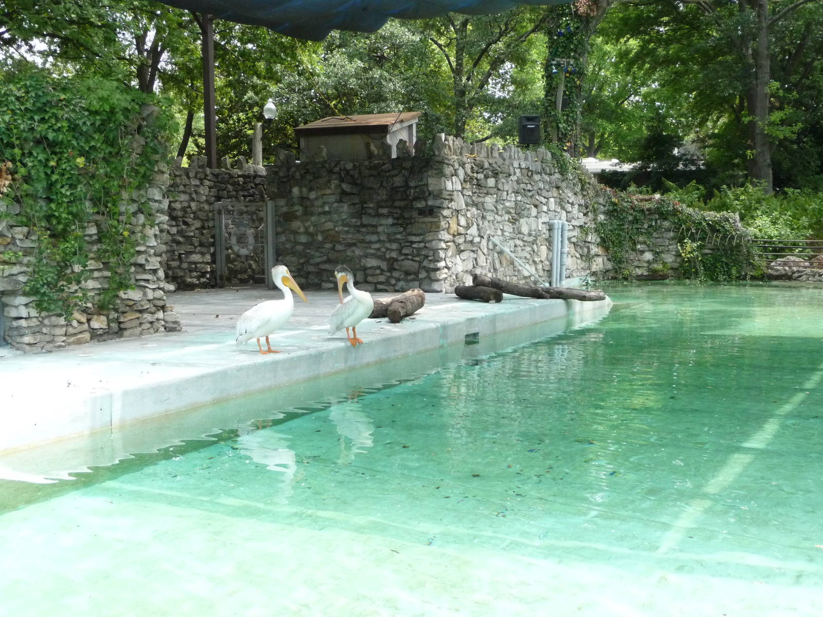 Memphis Zoo - Pelican Pool