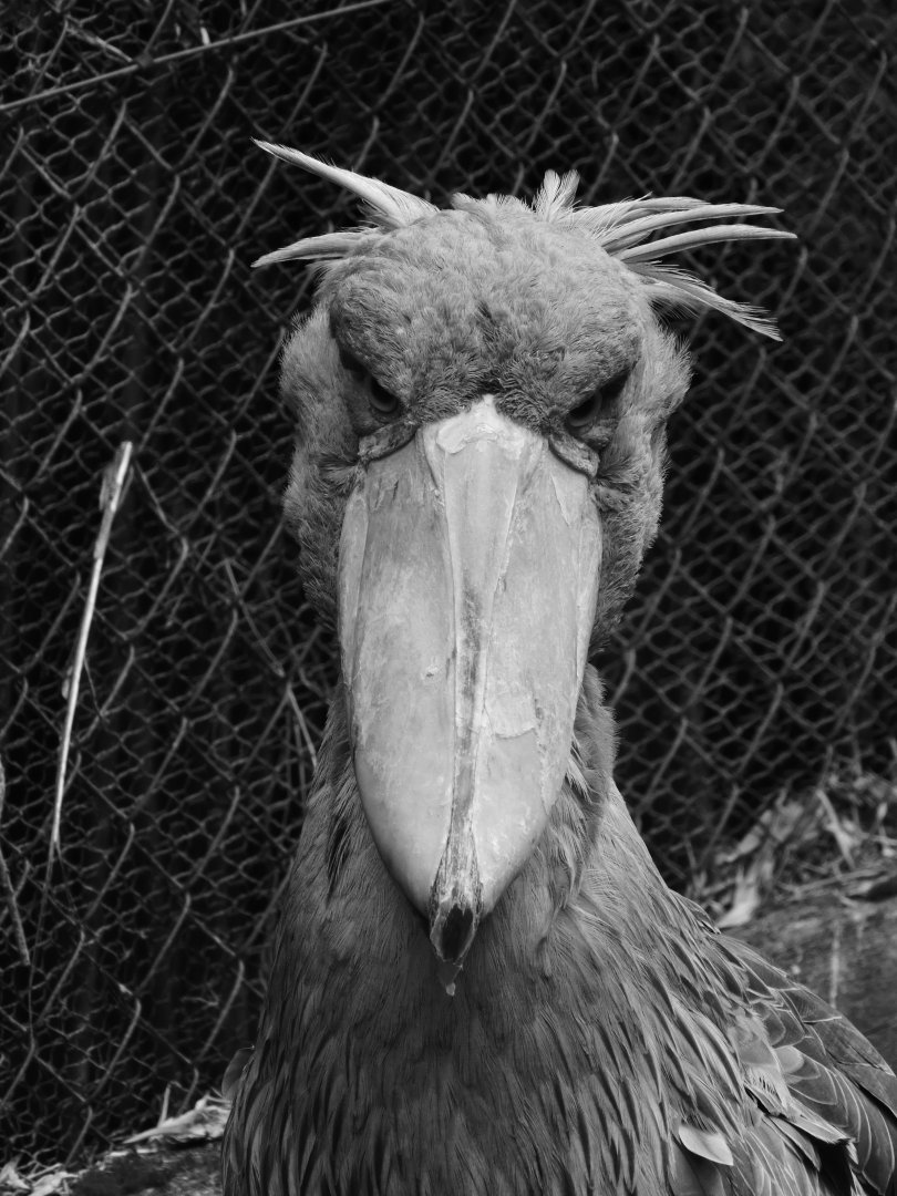 Menacing Shoebill