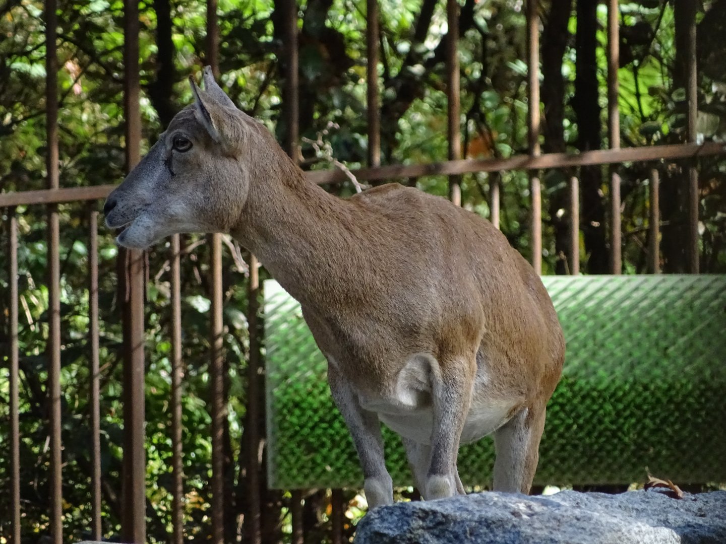 Ménagerie Jardin des Plantes (Species id ?)