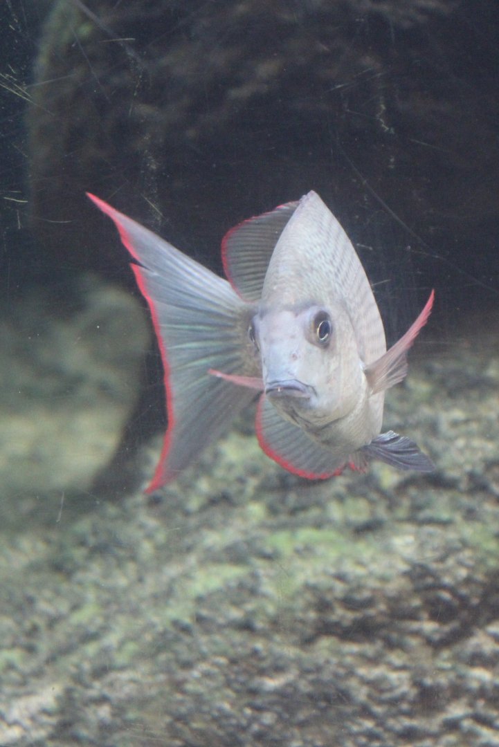 Menarambo cichlid - Paretroplus menarambo