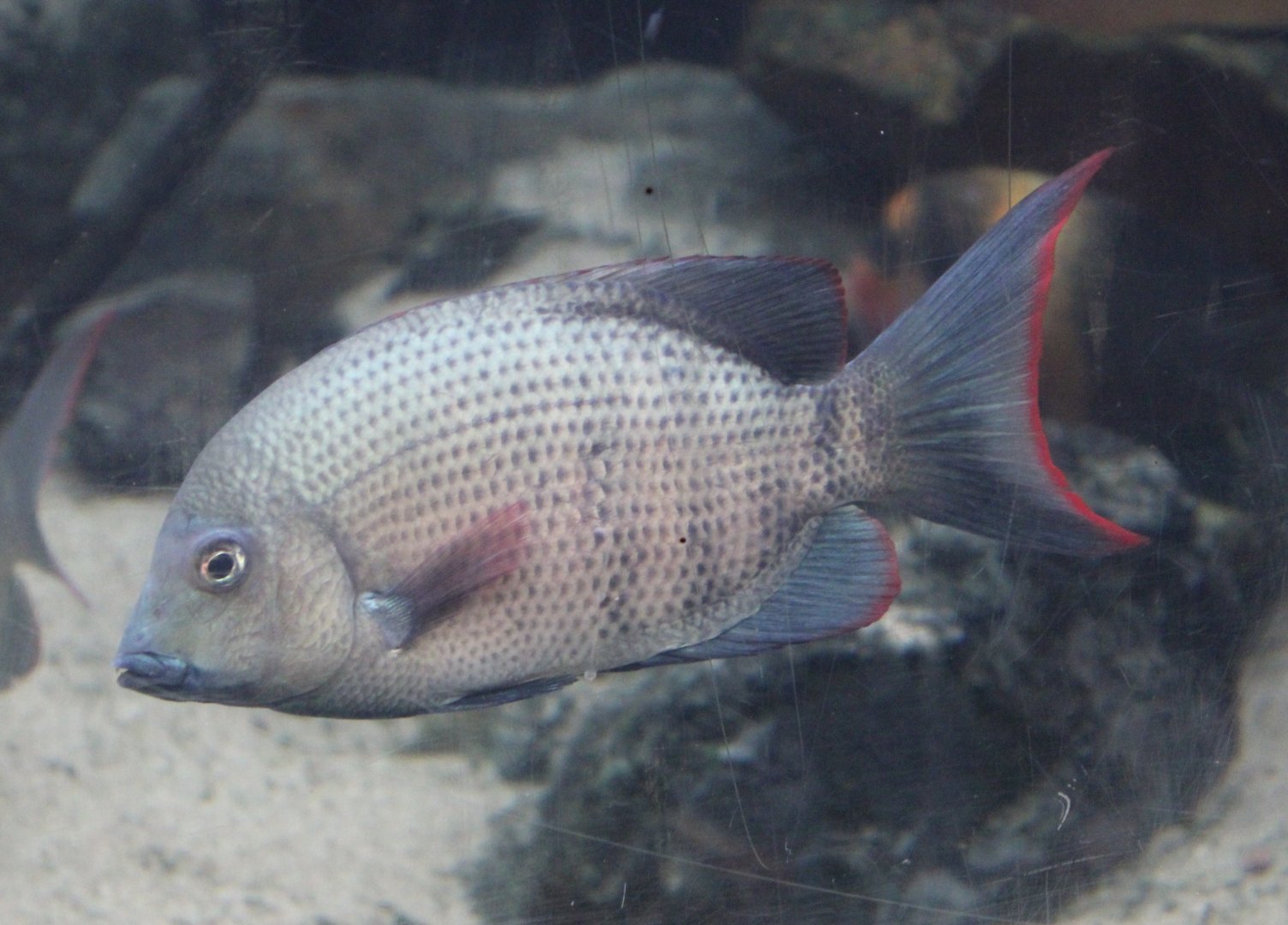 Menarambo cichlid - Paretroplus menarambo