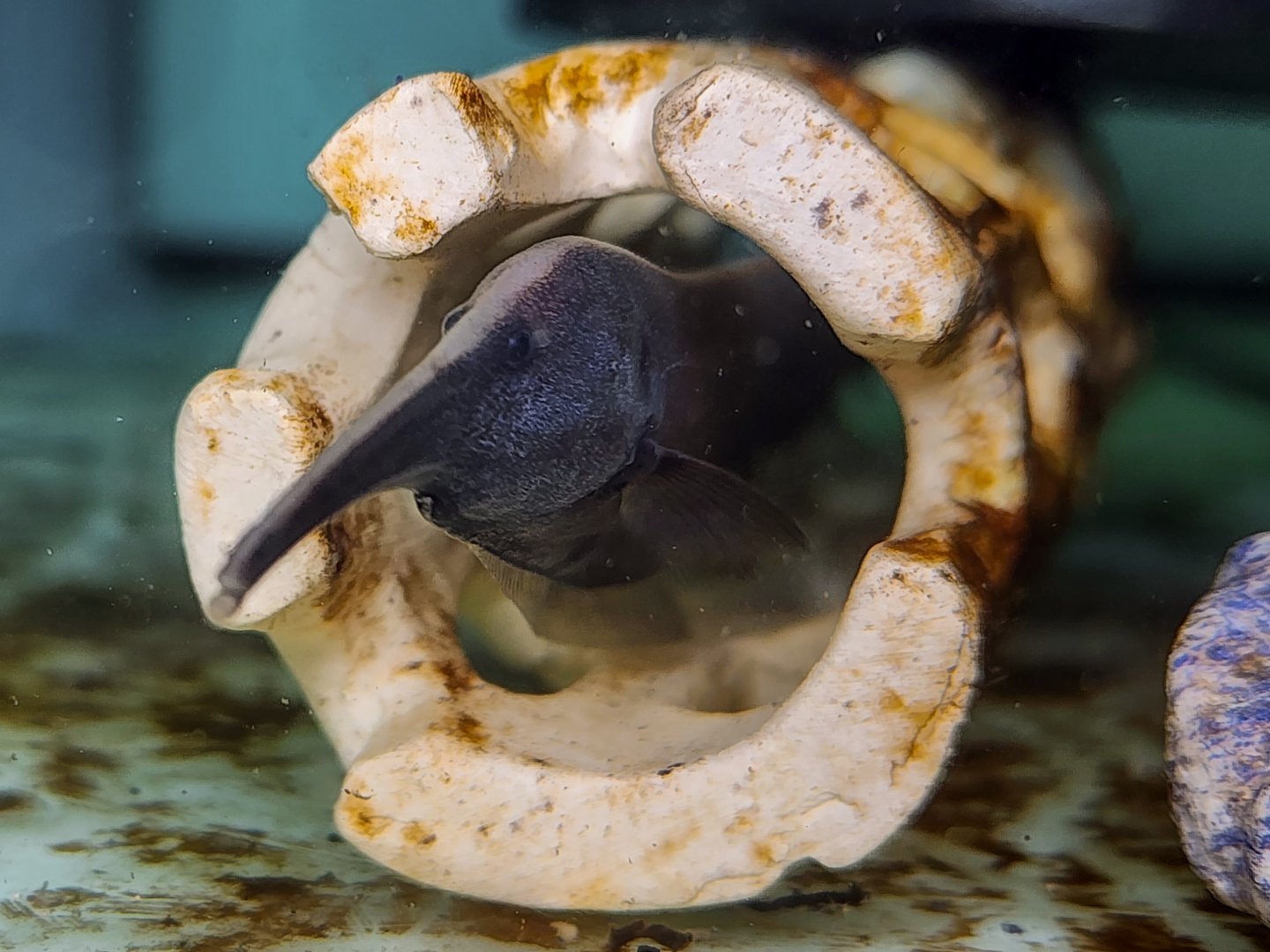Mendes' Elephantnose Knifefish (Sternarchorhynchus mendesi)