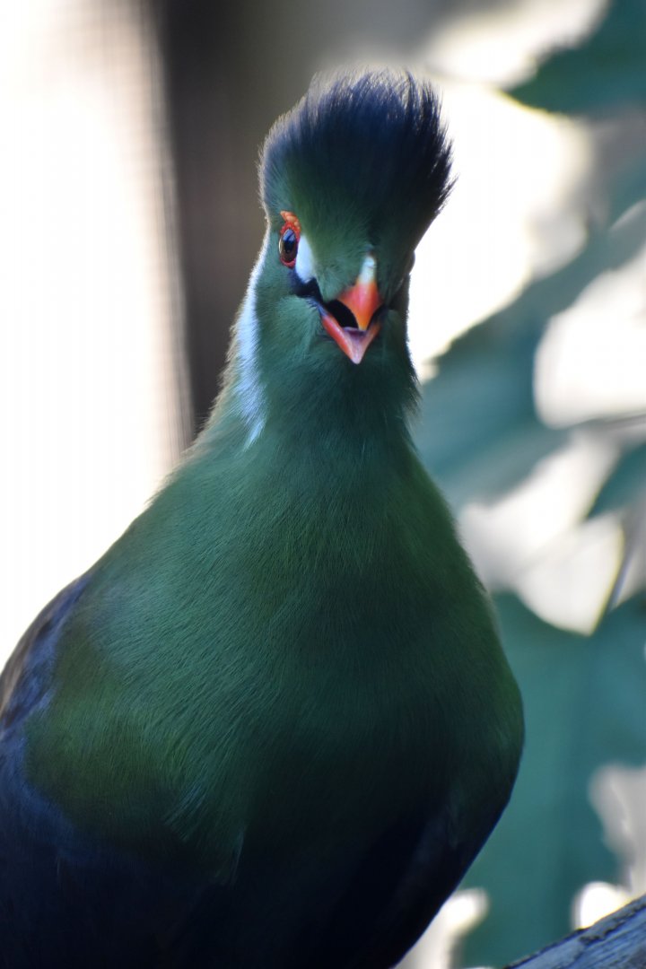 Menelikornis leucotis - White-cheeked Turaco / Zoo d'Upie 2024