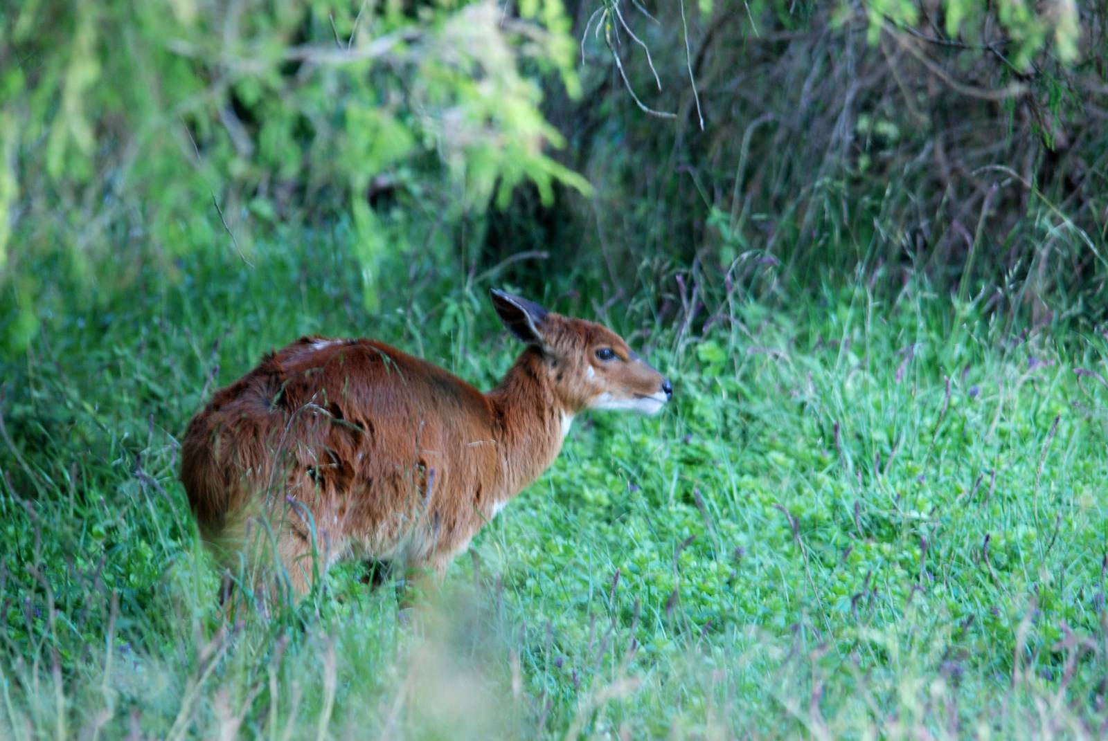 Menelik's Bushbuck in Bale Mountains NP, 16/10/14