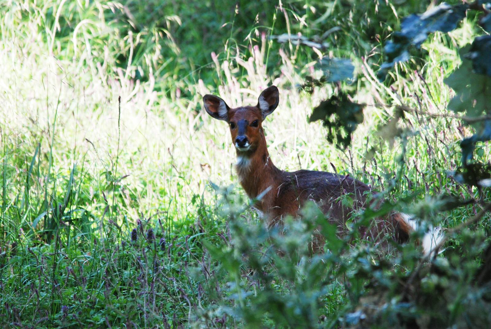 Menelik's Bushbuck in Bale Mountains NP, 16/10/14