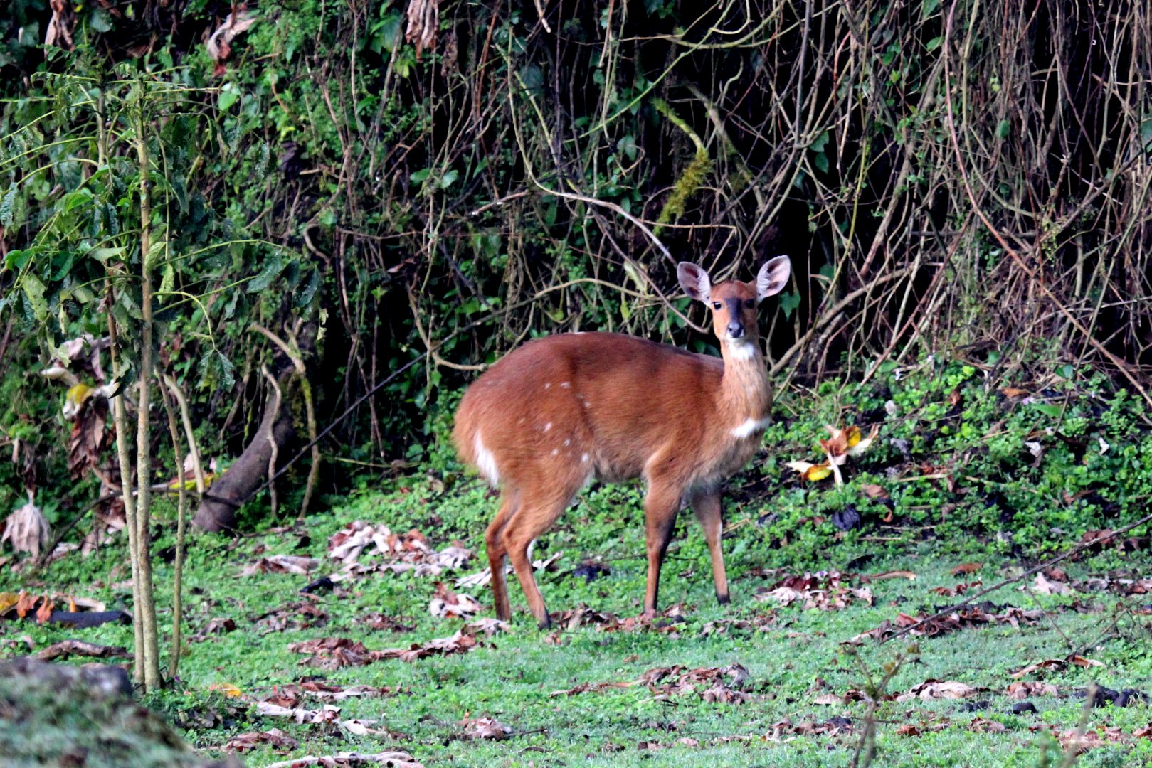 Menelik's Bushbuck (Tragelaphus scriptus meneliki) female