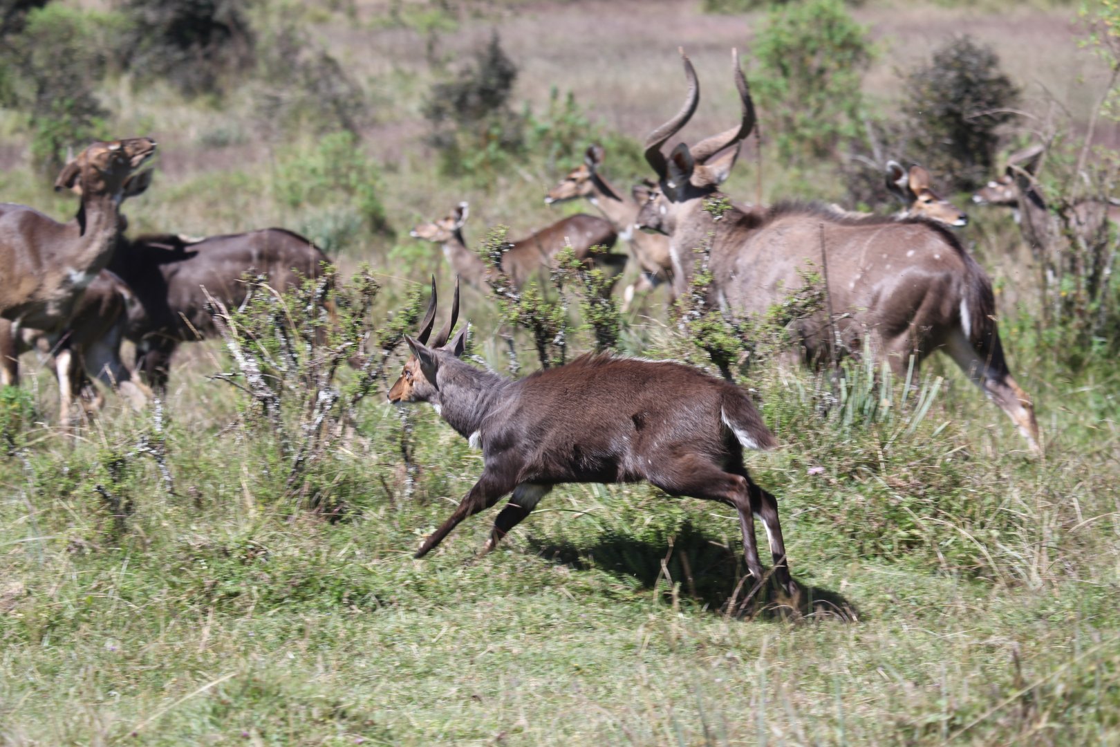 Menelik's Bushbuck (Tragelaphus scriptus meneliki) & mountain nyala (Tragelaphus buxtoni)